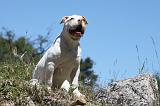 BOULEDOGUE AMERICAIN 054